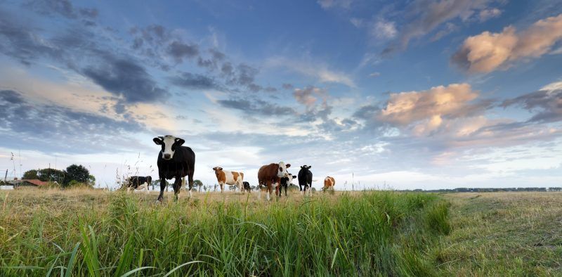 few cows on pasture at sunset during summer