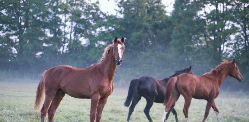 horses on foggy pasture in summer morning